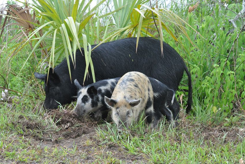 Texas Lawmakers Say More Study Needed Before Hog Apocalypse