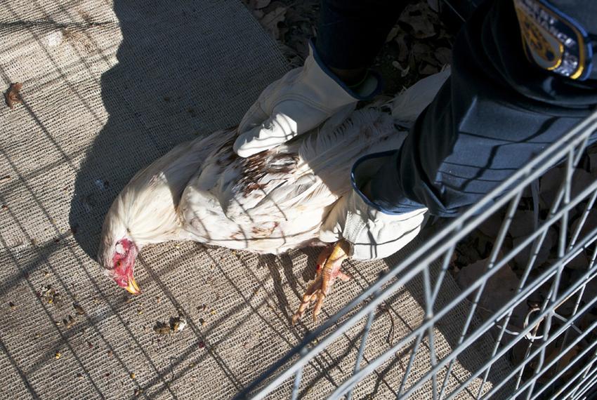 A rooster that was euthanized because it was severely injured during a forced fight at a southeast Dallas cockfighting ring that police busted Oct. 18.