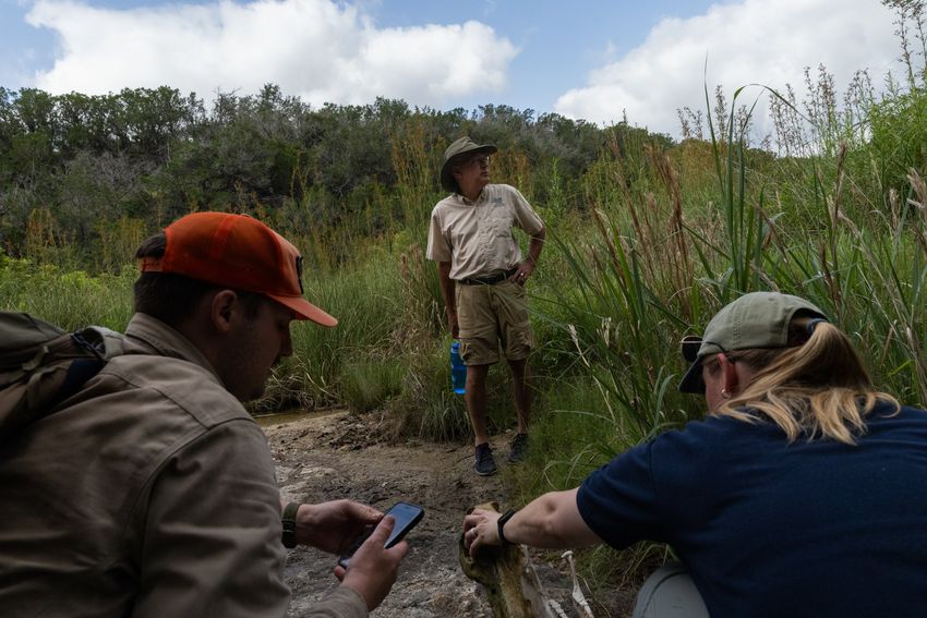 Andy Sipocz, center, looks off in the distance as Nick Boysen, left, and Kaitlyn Skinner Morris place remains possibly belonging to a feral hog on the ground near Yancey Creek in what will become Post Oak Ridge State Park, a newly acquired park near Lampasas, Texas, on Thursday, June 5, 2025. The park’s acquisition marks the first since $1 billion dollars were allocated to buy more land for the state parks system as part of the Centennial Parks Conservation Fund, approved by the state legislature in 2023. Before development can begin, survey teams collect samples and information regarding the environment and wildlife at the newly acquired land.