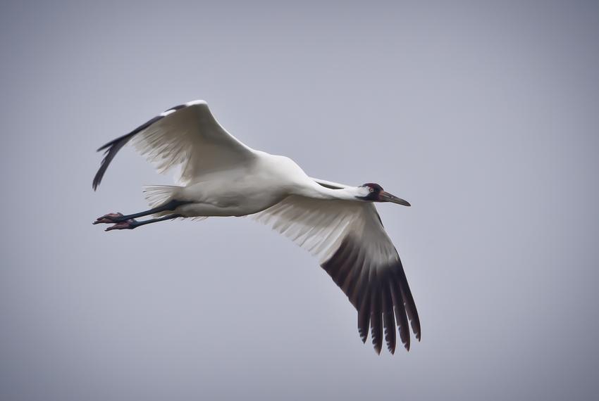 Whooping Crane in flight.