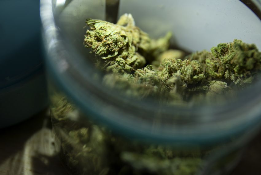 Legal hemp can look and smell the same as illegal marijuana.