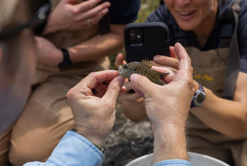 Texas Parks and Wildlife Department biologists and staff take photos of green sunfish caught during an aquatic sampling search at Yancey Creek in what will become Post Oak Ridge State Park, a newly acquired park near Lampasas, Texas, on Thursday, June 5, 2025. The park’s acquisition marks the first since $1 billion dollars were allocated to buy more land for the state parks system as part of the Centennial Parks Conservation Fund, approved by the state legislature in 2023. Before development can begin, survey teams collect samples and information regarding the environment and wildlife at the newly acquired land.
