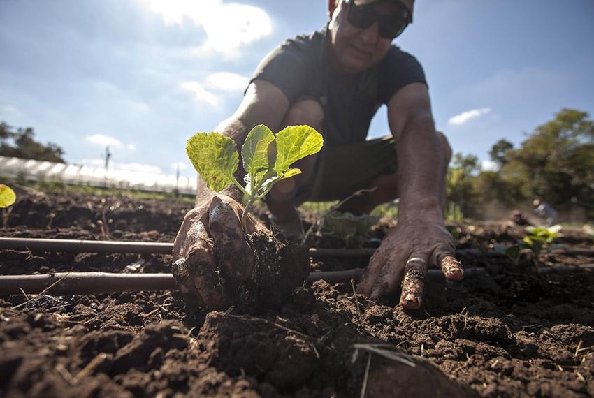 Glenn Foore planting cabbage on Springdale Farm, Austin, Tex. on September 11, 2012