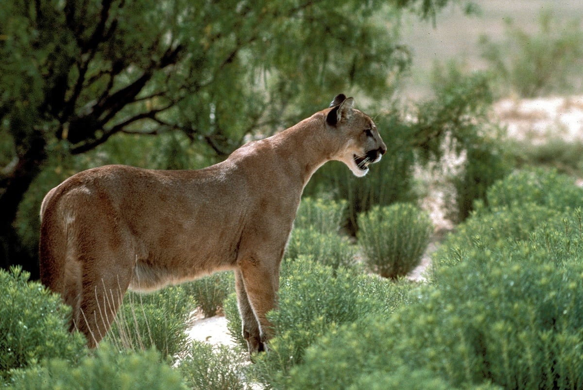 Texas Monthly – Texas takes its first steps to protect its mountain lions