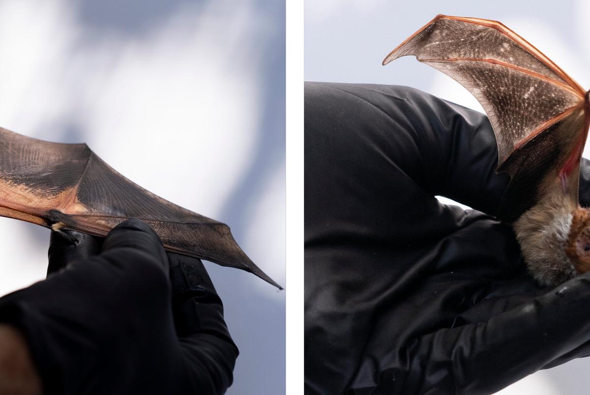 From left: a hoary bat and Saber, a male red bat, at the Austin Bat Refuge. According to Mackenzie, co-founder of the Austin Bat Refuge, hoary bats usually migrate to Canada in the spring to have their babies, but this bat was brought to the refuge after being attacked by crows.