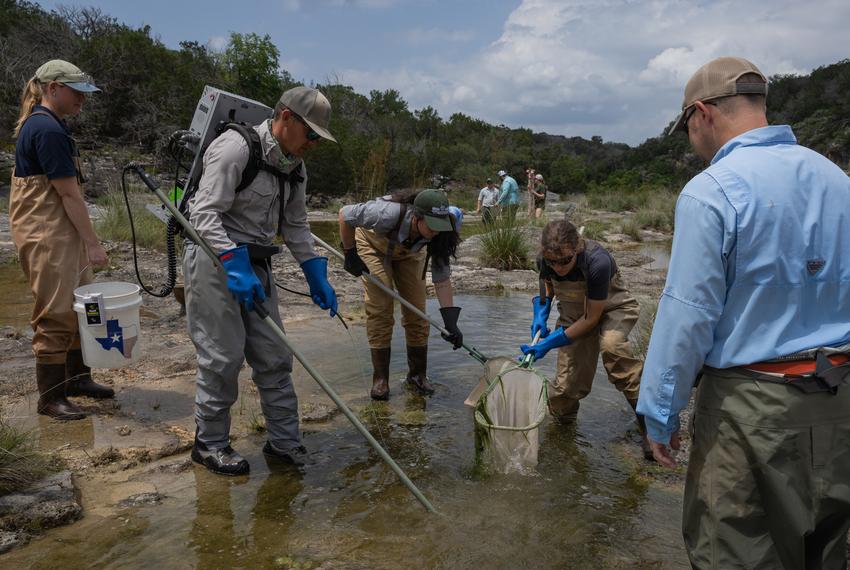 Texas Parks and Wildlife Department biologists and staff use an anode, an electrical rod that temporarily stun fish during electrofishing for netting, during an aquatic sampling search at Yancey Creek in what will become Post Oak Ridge State Park, a newly acquired park near Lampasas, Texas, on Thursday, June 5, 2025. The park’s acquisition marks the first since $1 billion dollars were allocated to buy more land for the state parks system as part of the Centennial Parks Conservation Fund, approved by the state legislature in 2023. Before development can begin, survey teams collect samples and information regarding the environment and wildlife at the newly acquired land.