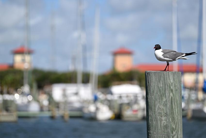 A seagull is reagally perched by the Rockport Harbor Tuesday morning as out-of-town anglers fish nearby.
