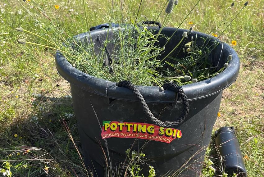 Students fill a bucket with plants from a prairie expected to be demolished. The rescued plants are covered in soil and kept moist until transplant.
