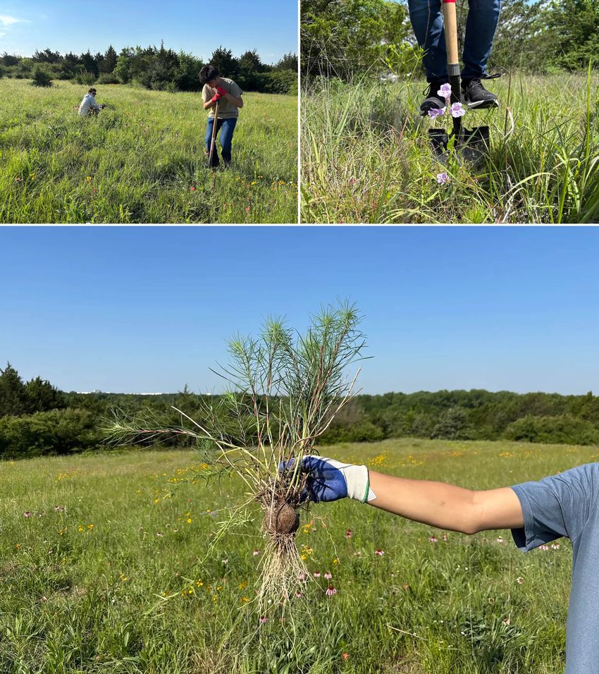 Max Yan (top, with shovel) and other members of the Blackland Prairie Restoration Crew at St. Mark’s School rescue plants at Coneflower Crest, a prairie in southern Dallas slated for demolition.