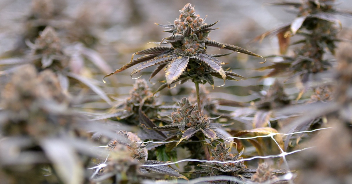 Texas lawmakers working on last-minute deal to tighten restrictions on THC products