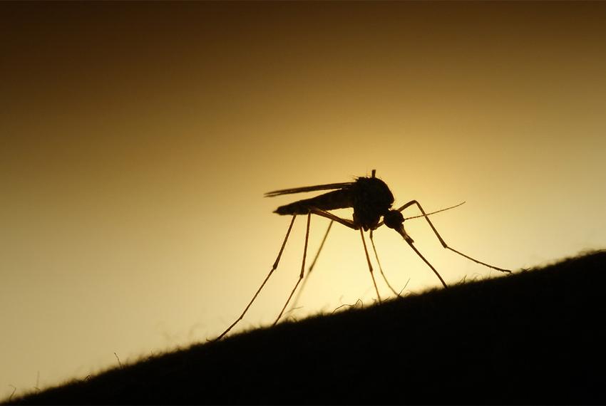 Aedes aegypti mosquitoes can transmit the Zika virus, which has been linked to birth defects, to humans. Officials say there have been no cases of mosquito-to-human transmission in Texas.