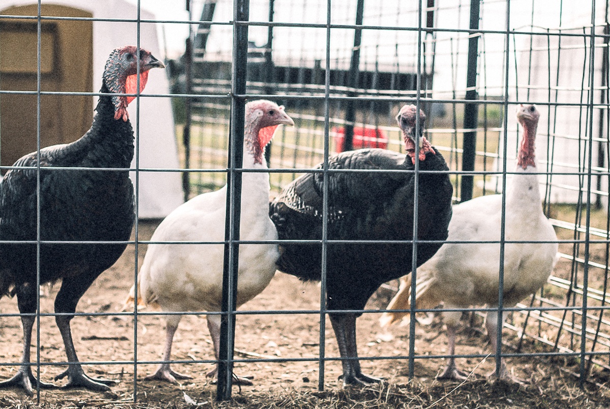 In Texas, Turkey Hunting is On the Decline The Texas Tribune