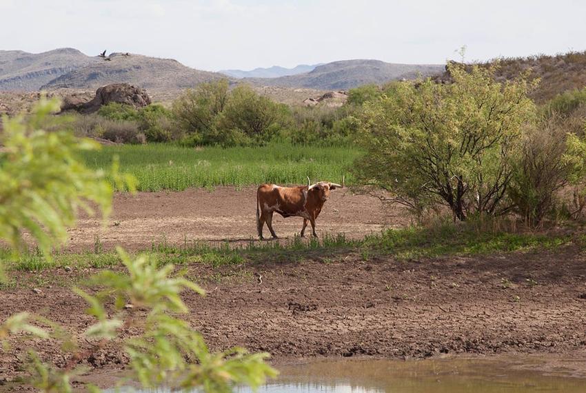 A longhorn stops at a water source on the 311,000-acre Big Bend State Park Ranch in the Chihuahuan Desert of West Texas. Texas Parks and Wildlife Department has recently sold off about two-thirds of the herd to build a smaller pasture to display the remaining animals.