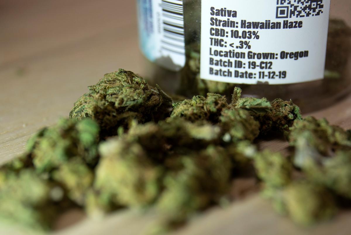 A container of dried hemp plant with leaves and stems on Jan. 23, 2020.