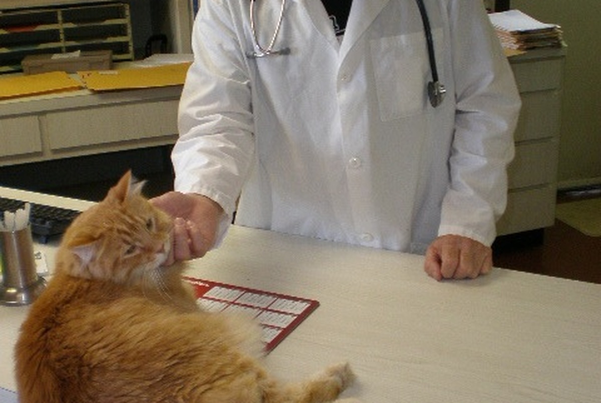 Texas Has Shortage of Veterinarians The Texas Tribune