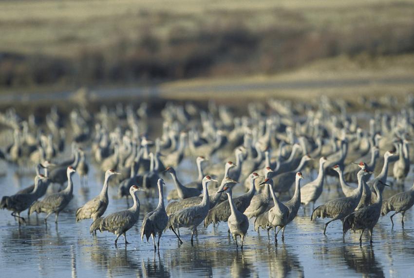 Sandhill crane, seen at Muleshoe National Wildlife Refuge.