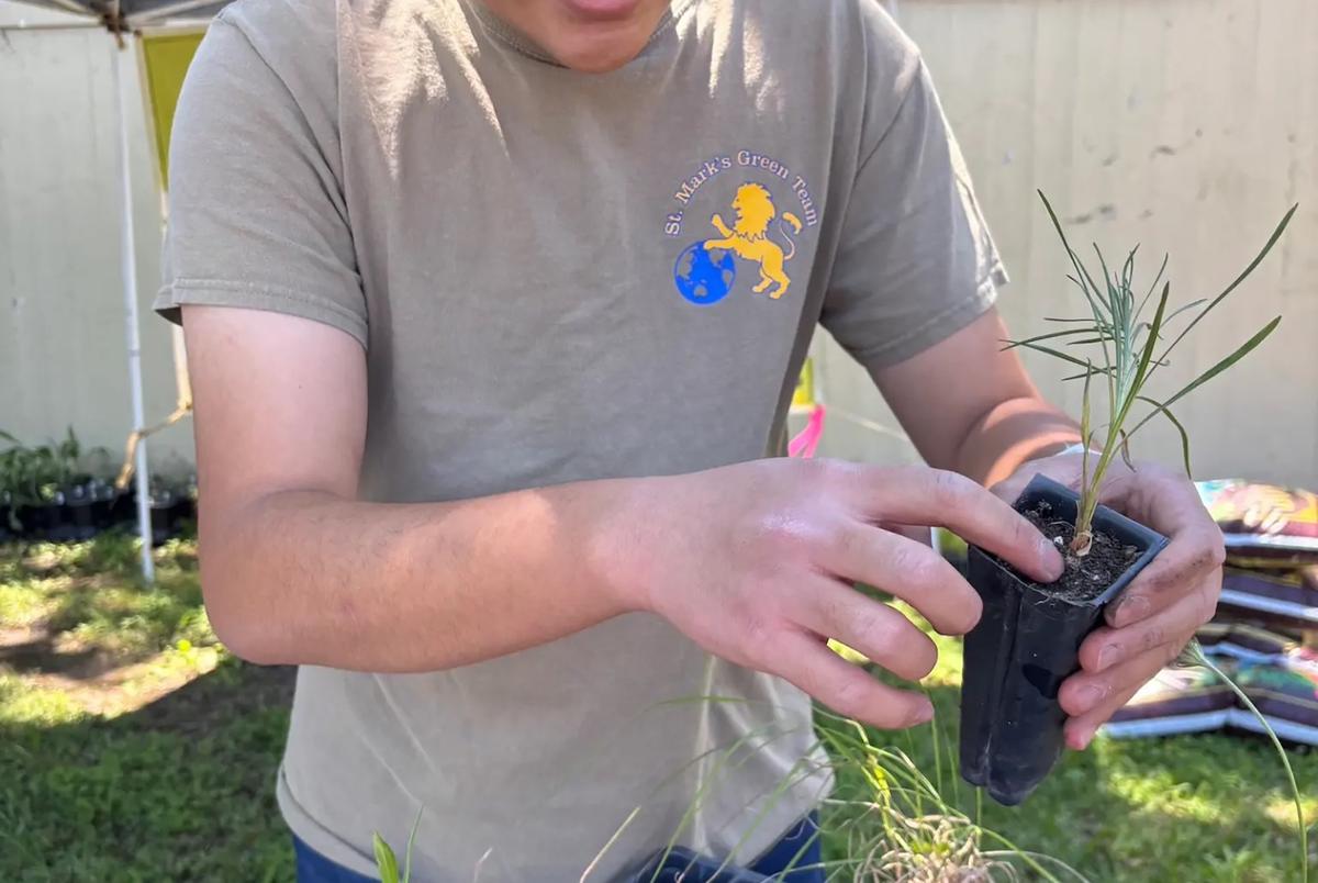 Max Yan, a senior at St. Mark’s School, sells plants grown by its prairie club during Native Plants and Prairies Day at White Rock Lake in Dallas.