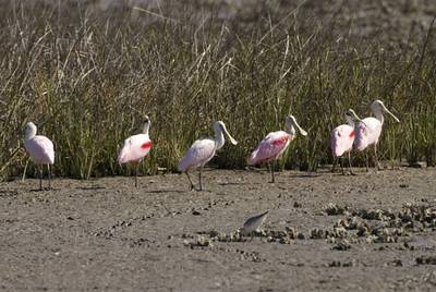 Roseate spoonbills stand in a Texas marsh on March 3, 2009. The distinctive pink birds are a mainstay on the mid-Gulf coastline.